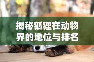 揭秘狐狸在动物界的地位与排名