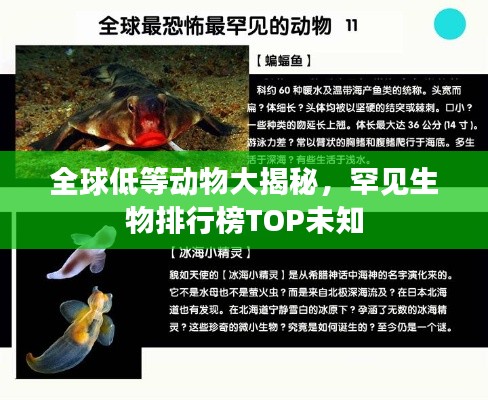 全球低等动物大揭秘，罕见生物排行榜TOP未知